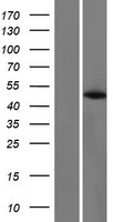 PABPC4L Human Over-expression Lysate