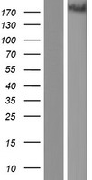 Tuberin (TSC2) Human Over-expression Lysate