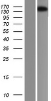 ARHGEF14 (MCF2L) Human Over-expression Lysate