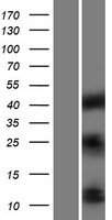 IGF1 Human Over-expression Lysate