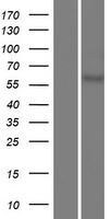USP17L9P Human Over-expression Lysate
