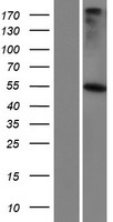 GABRR3 Human Over-expression Lysate