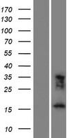 FAM183A Human Over-expression Lysate