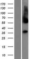 C1GALT1C1L Human Over-expression Lysate
