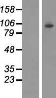 Hexokinase 1 (HK1) Human Over-expression Lysate