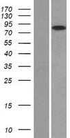 Glucocorticoid Receptor (NR3C1) Human Over-expression Lysate