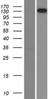 Laminin 5 (LAMB3) Human Over-expression Lysate