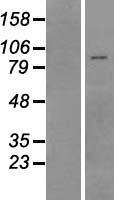 Pyrin (MEFV) Human Over-expression Lysate