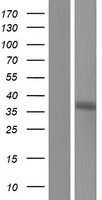 PEX7 Human Over-expression Lysate