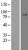 Plasminogen (PLG) Human Over-expression Lysate