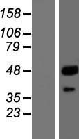 CTSA Human Over-expression Lysate