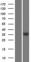 Thrombopoietin (THPO) Human Over-expression Lysate