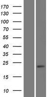 GDNF Human Over-expression Lysate