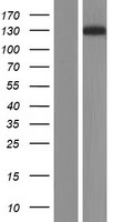 CACNA2D1 Human Over-expression Lysate