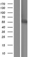 CYP3A7 Human Over-expression Lysate