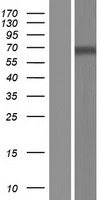 Dopamine beta Hydroxylase (DBH) Human Over-expression Lysate