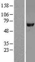 Leukotriene A4 hydrolase (LTA4H) Human Over-expression Lysate