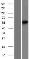 DNA Primase (PRIM2) Human Over-expression Lysate