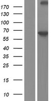 PDE9A Human Over-expression Lysate