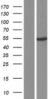 PDE9A Human Over-expression Lysate