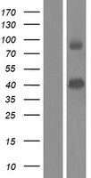 PDE9A Human Over-expression Lysate