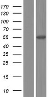 PDE9A Human Over-expression Lysate