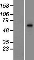 TBC1D3C Human Over-expression Lysate