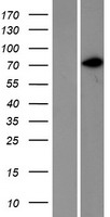 CD44 Human Over-expression Lysate