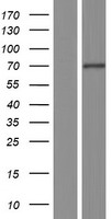 NT5C1B Human Over-expression Lysate