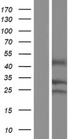 GPM6B Human Over-expression Lysate