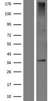 OR5W2 Human Over-expression Lysate