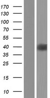 OR5C1 Human Over-expression Lysate