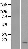 Transmembrane protein 211 (TMEM211) Human Over-expression Lysate