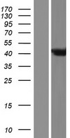 ARL6IP4 Human Over-expression Lysate