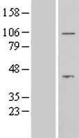 Aftiphilin (AFTPH) Human Over-expression Lysate
