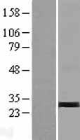 TRY1 (PRSS58) Human Over-expression Lysate