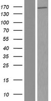 C1orf173 (ERICH3) Human Over-expression Lysate