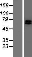 GRK6 Human Over-expression Lysate
