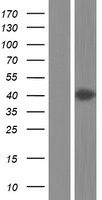 Annexin A13 (ANXA13) Human Over-expression Lysate