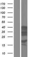 HNRNPD Human Over-expression Lysate