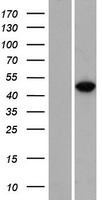 RBMS3 Human Over-expression Lysate