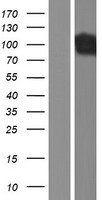 Dynamin 1 (DNM1) Human Over-expression Lysate