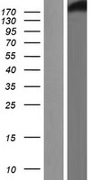 CHD3 Human Over-expression Lysate