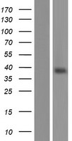 Olfactory receptor 13C8 (OR13C8) Human Over-expression Lysate
