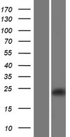CLEC2D Human Over-expression Lysate