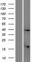 ETV3L Human Over-expression Lysate