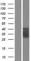 CD32 (FCGR2C) Human Over-expression Lysate
