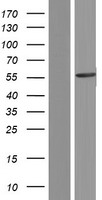 CACNB4 Human Over-expression Lysate