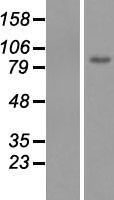 MSK2 / RSK-B (RPS6KA4) Human Over-expression Lysate