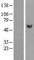 Salivary alpha amylase (AMY1B) Human Over-expression Lysate
